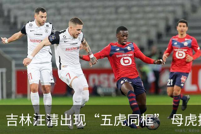 吉林汪清出现“五虎同框” 母虎携四只幼虎现身林区公路