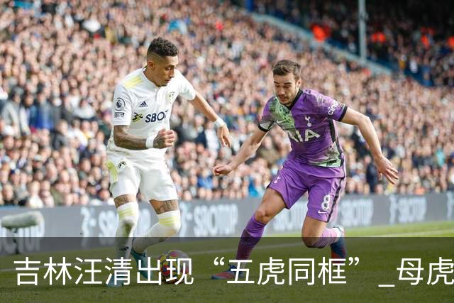吉林汪清出现“五虎同框” 母虎携四只幼虎现身林区公路